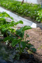 Plantations of blossoming strawberry plants growing in open greenhouse constructions covered with plastic film