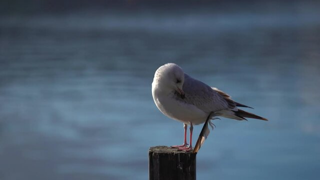 Lachm&ouml;we verliert feder, im Schlichtkleid geniessen die Sonne am Steg in Greifensee, Bezirk Uster, Kanton Z&uuml;rich, Schweiz. Januar
