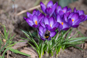 First spring flowers, blossom of purple crocusses and flying bee