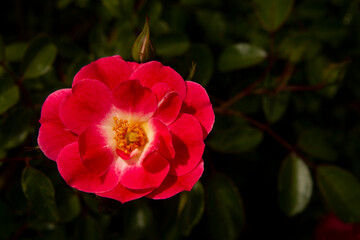 Close up of a red flower