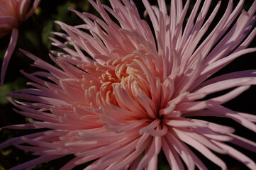 chrysanthemum pink bud macro