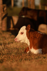 Hereford calf resting in the sun