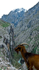 Cares Route, Picos de Europa National Park