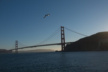 Golden Gage Bridge with seagulls