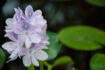 Water hyacinth close-up and lily leaves on the water. High quality photo