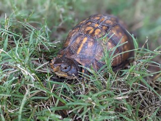 snail on the grass