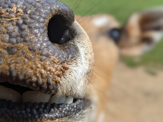 close up portrait of a dog