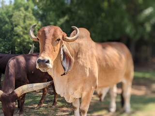 Obraz premium cows in a field