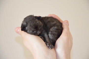 A black kitten lies in her arms. Close-up. Devon Rex breed