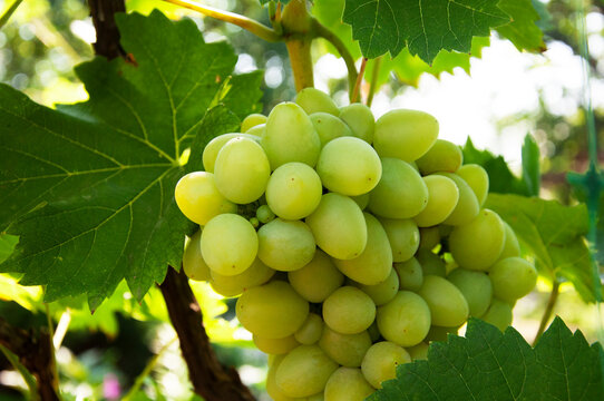 Bunch of green grapes on the vine close-up. High quality photo