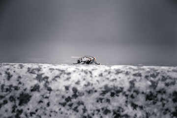 A fly sitting backwards on a granite parapet. Macro.