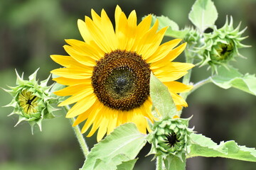 sunflower and bee