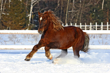 A brown heavy horse gallops through the snow in winter