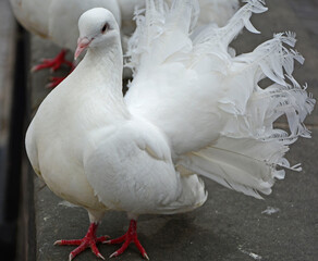 biały gołąb ozdobny, Columba 