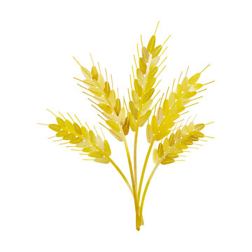 wheat bouquet watercolor texture isolated vector illustration
