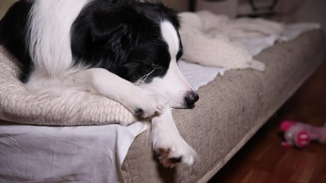 Funny cute puppy dog border collie lying on pillow blanket in bed. Do not disturb me let me sleep. Pet dog lying nap sleeping at home indoors. Funny pets animals life concept