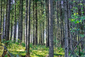 Obraz premium The magical world of the forest in colorful colors