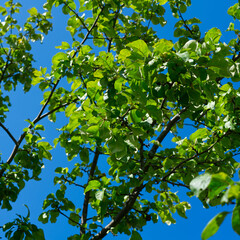 The top of a tree against a bright blue sky on a sunny summer day