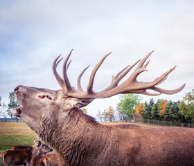 Starker kapitaler Hirsch mit Geweih