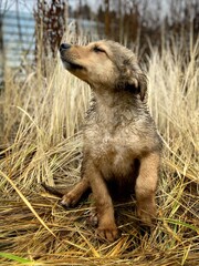 Full length portrait of a brown puppy sitting among tall dry grass