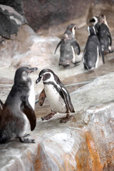 Naklejka premium flock of penguins on stone rock