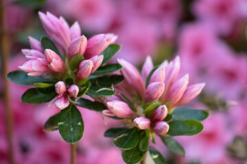 Fototapeta premium pink flower