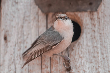 bird on a fence