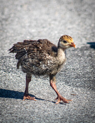 duck on the beach