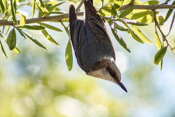 spotted woodpecker