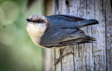 bird on a fence