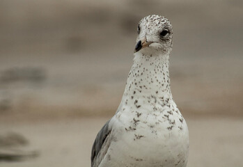 seagull on the beach