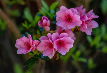 Obraz premium pink flowers in the garden