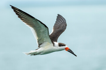 Black Skimmer in Flight 