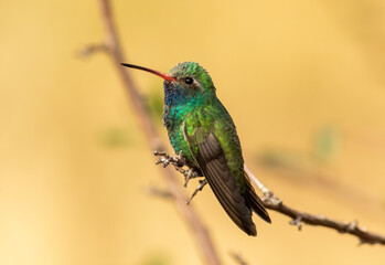 Broad billed hummingbird perched on twig in southern arizona 