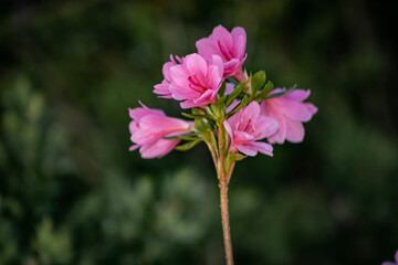 pink and white flower