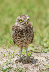 Burrowing Owlet sitting outside of its burrow