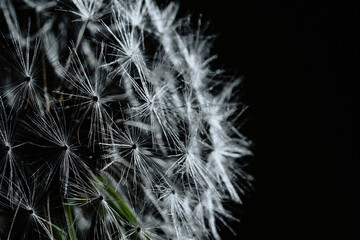 Macro dandelion dark black background. Freedom to Wish. Seed macro closeup. Goodbye Summer Hope and dreaming concept. Fragility. Springtime. soft focus. Macro nature. abstract background
