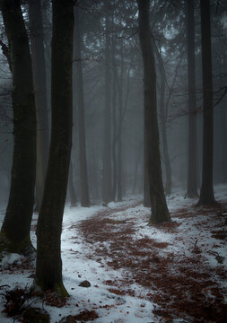 Dark and spooky winter forest, white snow and red leaves