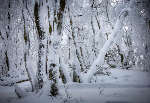 Dreamy winter forest landscape on mount Altkönig in Taunus, Hesse, Germany