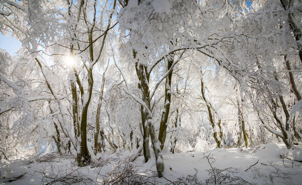 Dreamy winter forest landscape on mount Altkönig in Taunus, Hesse, Germany
