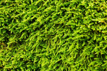 Beautiful green wet forest moss forms a pattern
