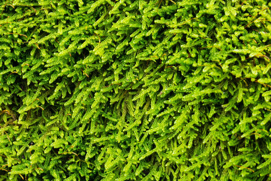 Beautiful green wet forest moss forms a pattern