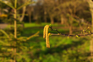 The first spring catkins on a young birch
