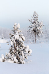 snow-covered spruce in the forest