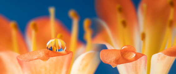 flower and rain drops - macro photography - Powered by Adobe
