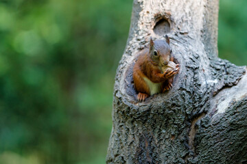 Eurasian red squirrel (Sciurus vulgaris) searching for food in the forest in the South of the Netherlands. 