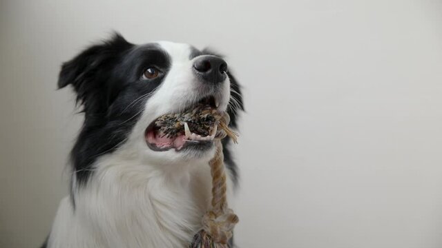 Pet activity. Funny puppy dog border collie holding colourful rope toy in mouth on white background. Owner hand playing with purebred pet dog at home. Love for pets friendship support team concept