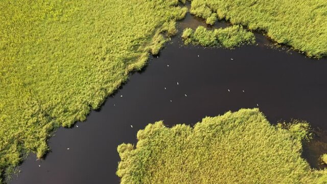 Bird crossing over the river by drone, Kolkheti National Park, Georgia