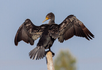 Great cormorant basking in the sun with its wings spread