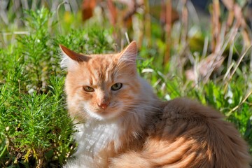 Naklejka na ściany i meble Beautiful cat in a garden